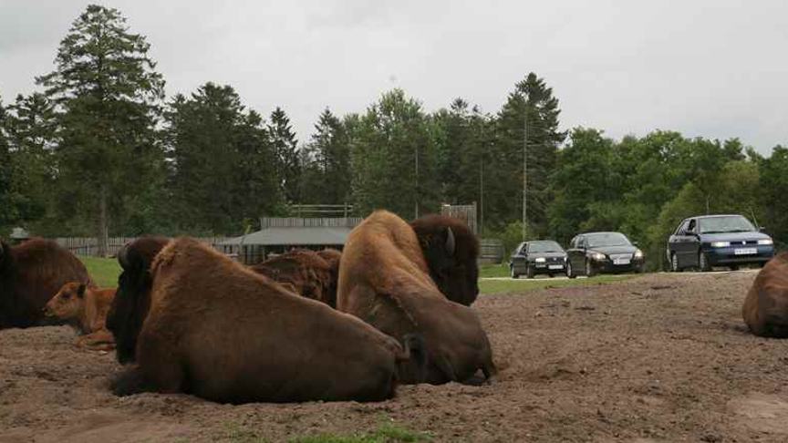 GIVSKUD ZOO – ZOOTOPIA